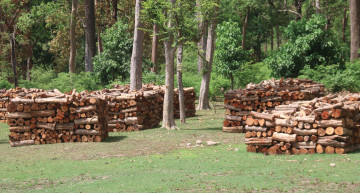 वन पैदावार सङ्कलन गर्न पाउँदा बाँकेका उपभोक्तामा खुसियाली